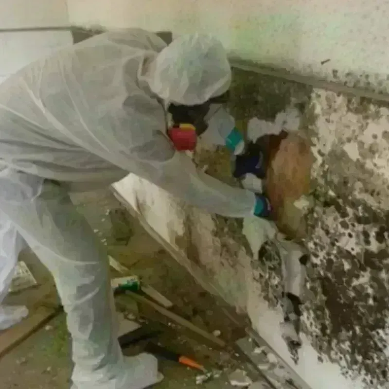 Mold Remediation and Removal in Winona, MN